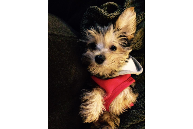 Morkie Puppy for Adoption