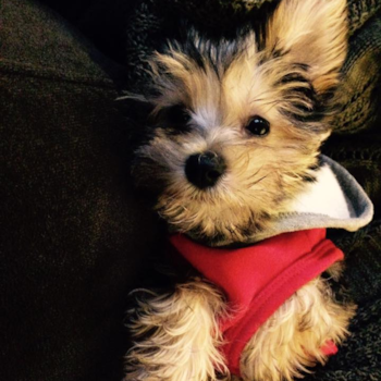 Fluffy Morkie Designer Pup