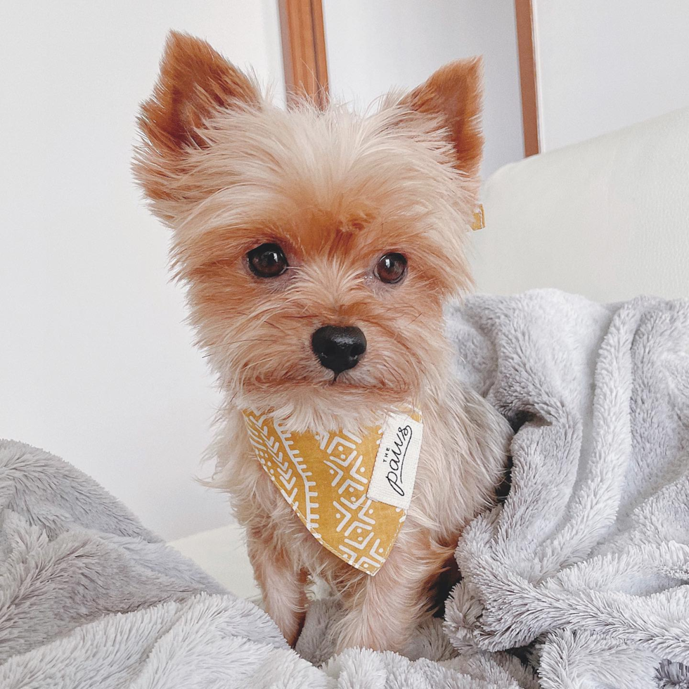 Ann Arbor Yorkshire Terrier Pup