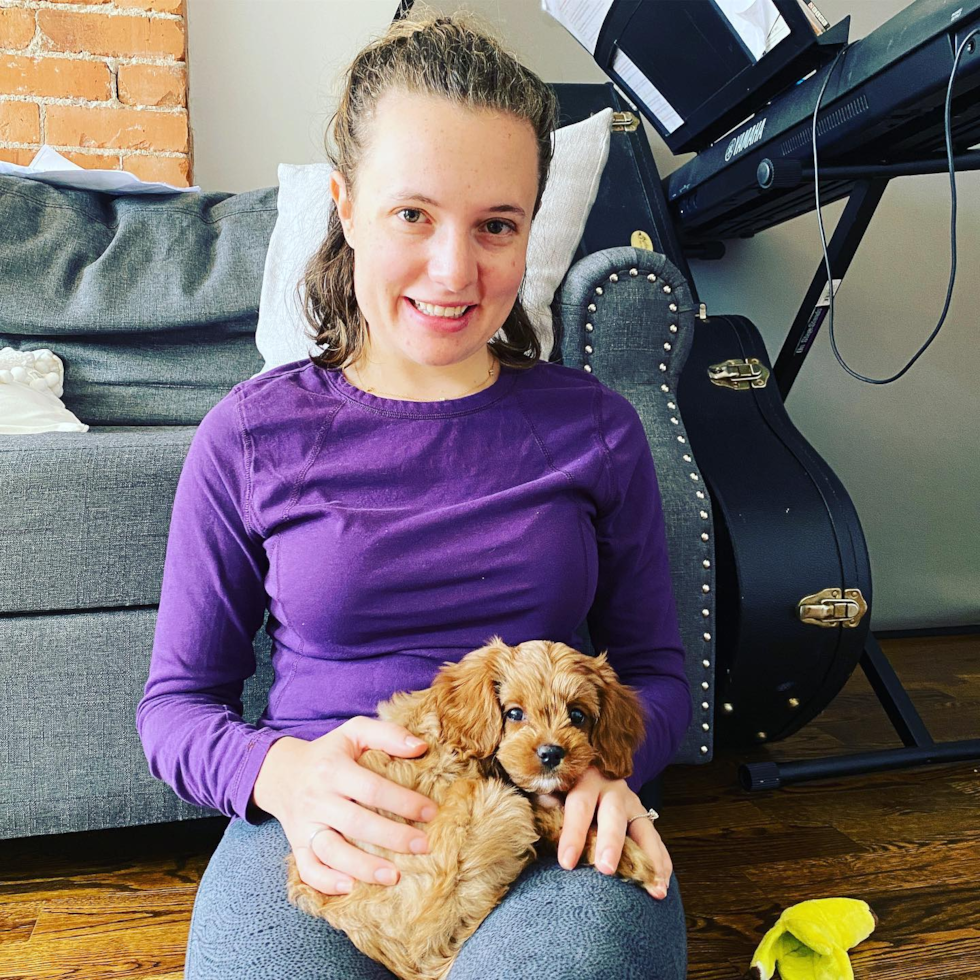 Sweet Cavapoo Pup in New York NY