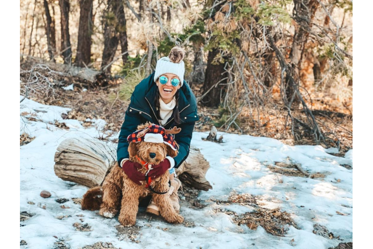 Mini Goldendoodle Pup Being Cute