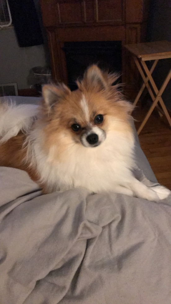 Smart Pomeranian Pup in Beaver Falls PA