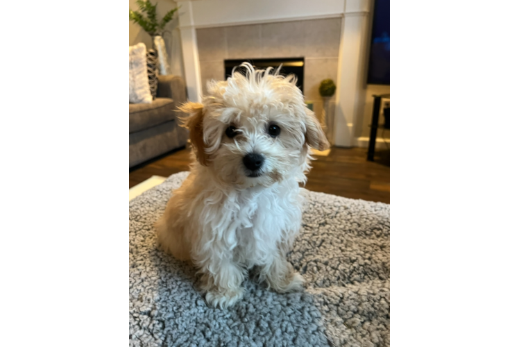 Energetic Maltepoo Poodle Mix Puppy