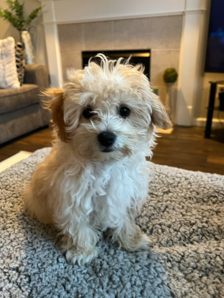 Happy Maltipoo Pup