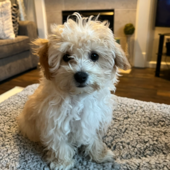 Happy Maltipoo Pup