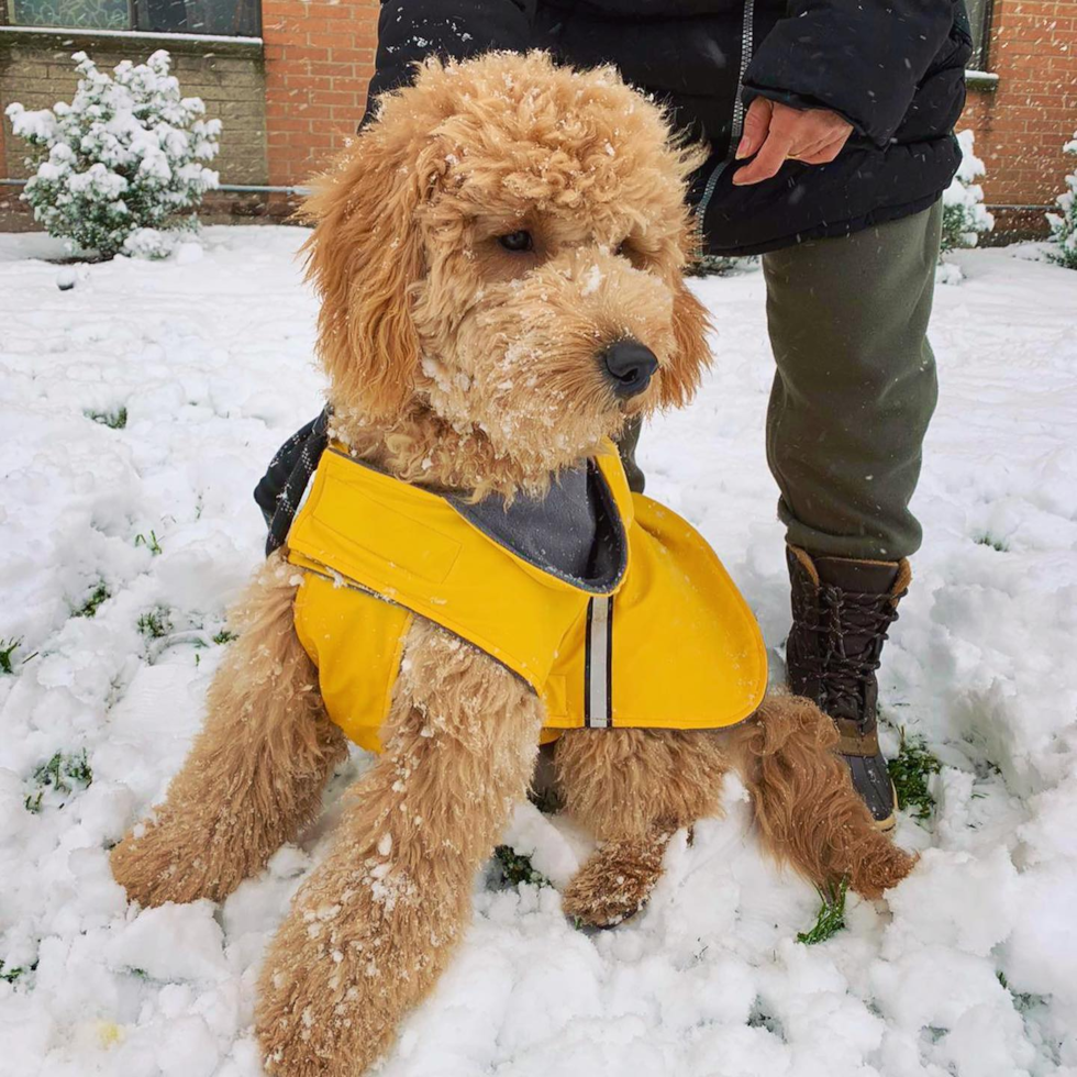 Friendly Mini Goldendoodle Pup in Charlotte NC