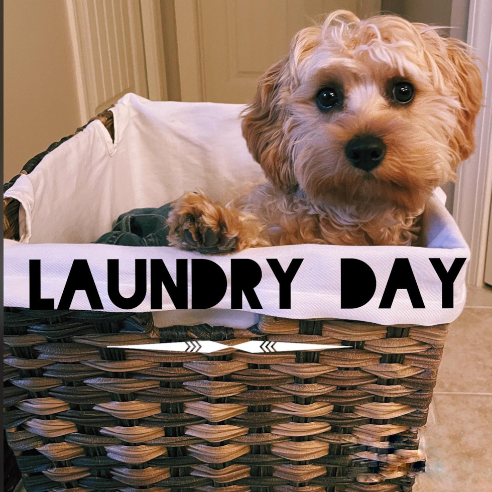 Fluffy Cavapoo Poodle Mix Pup