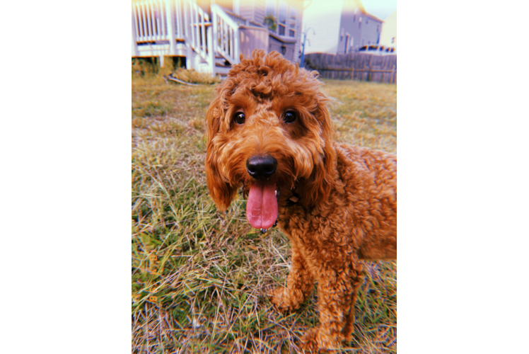 Petite Mini Goldendoodle Poodle Mix Pup