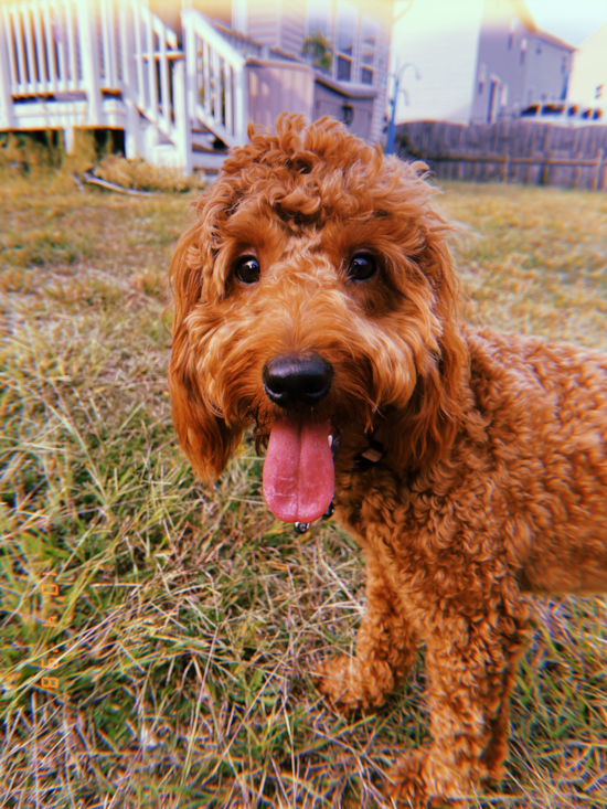 Mini Goldendoodle