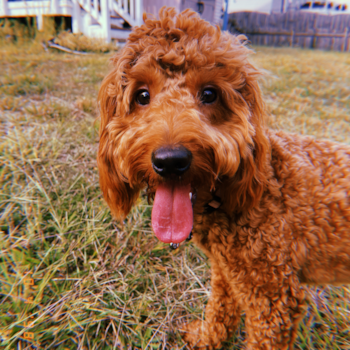 Mini Goldendoodle Being Cute