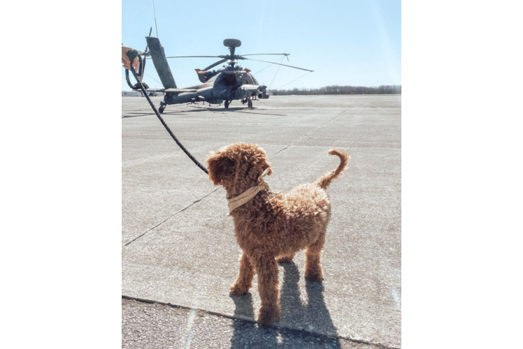 Sweet Mini Goldendoodle Baby