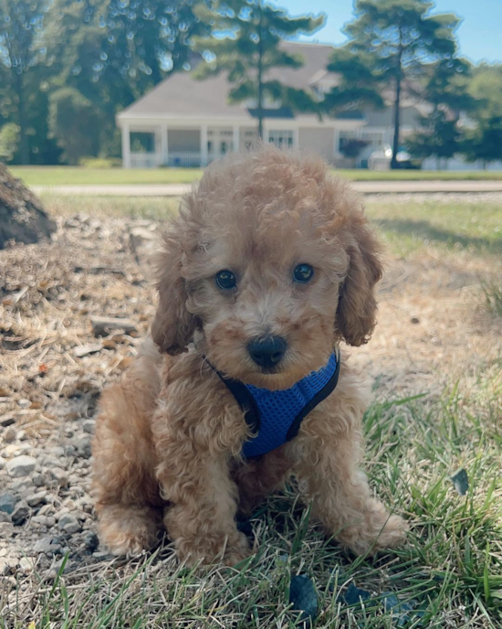 Cincinnati Poodle Pup