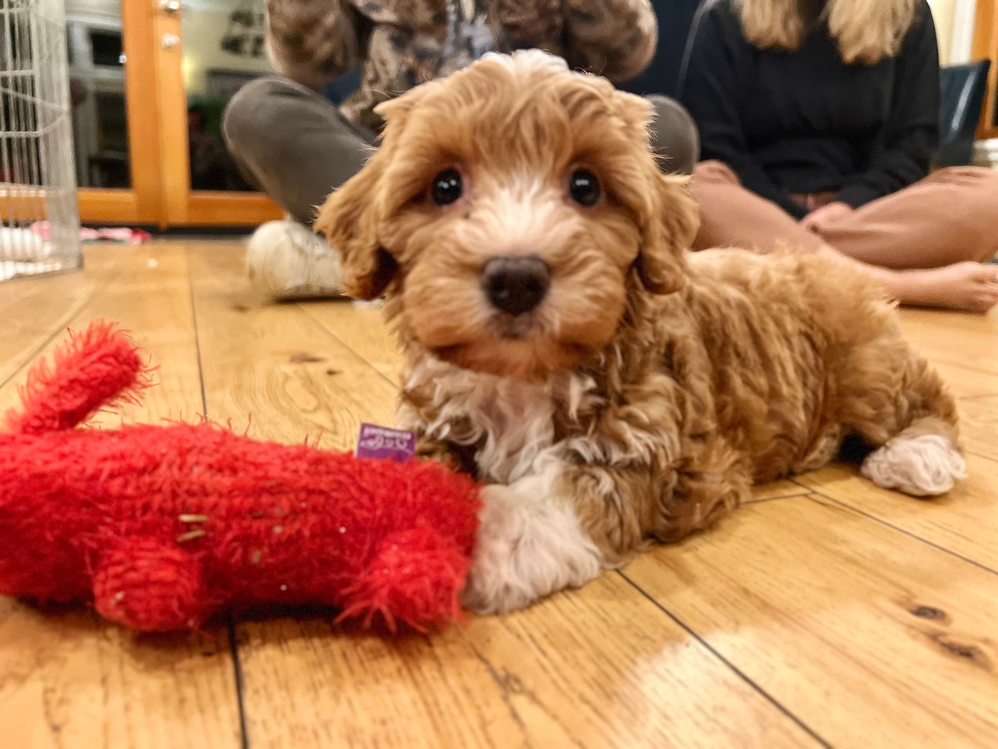 Mini Aussiedoodle Pup Being Cute