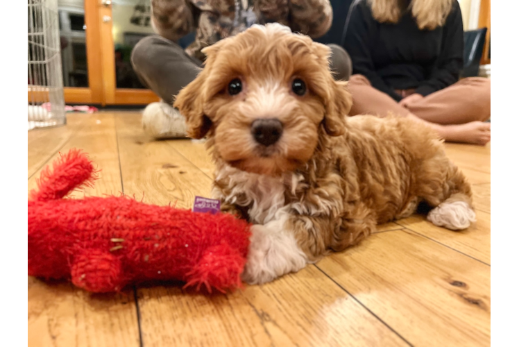 Mini Aussiedoodle Pup Being Cute