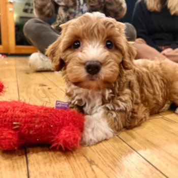 Mini Aussiedoodle Being Cute