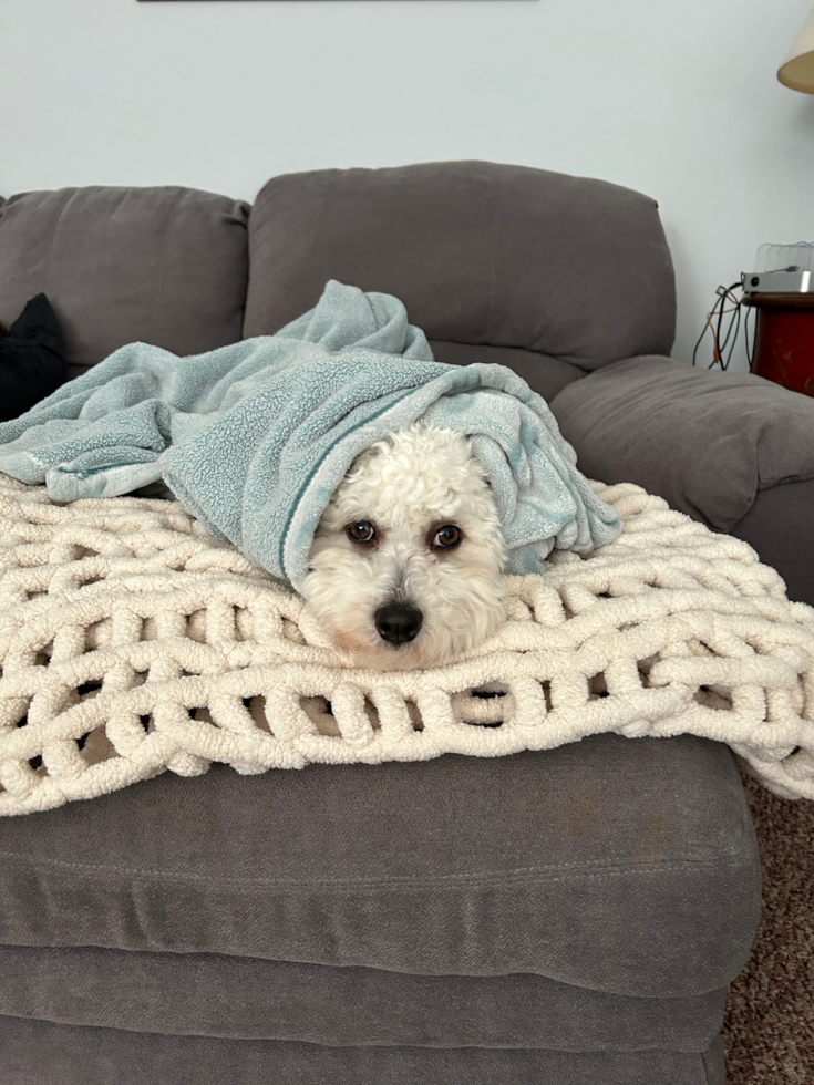 Fluffy Havanese Purebred Pup