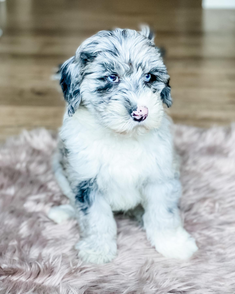 Happy Mini Sheepadoodle Pup in Costa Mesa CA