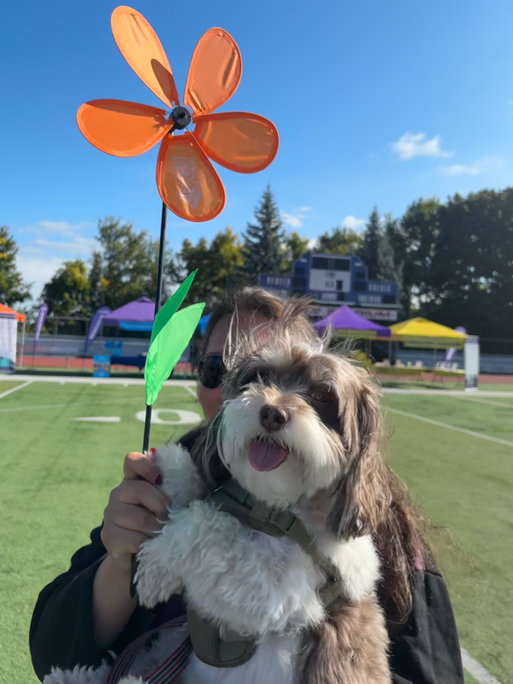 Havanese Pup