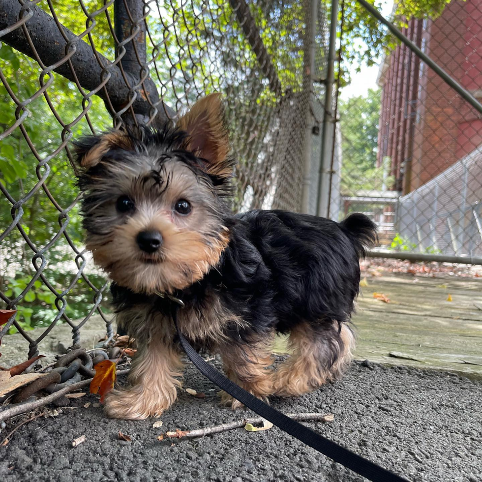 Yorkshire Terrier Being Cute