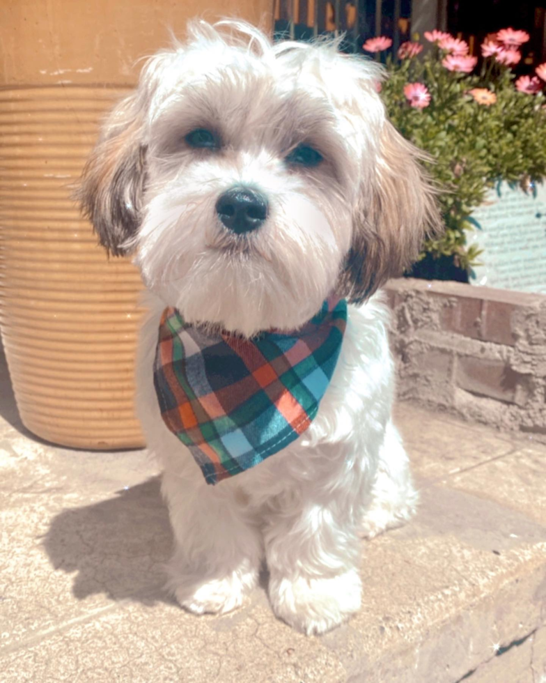 East Palo Alto Teddy Bear Pup