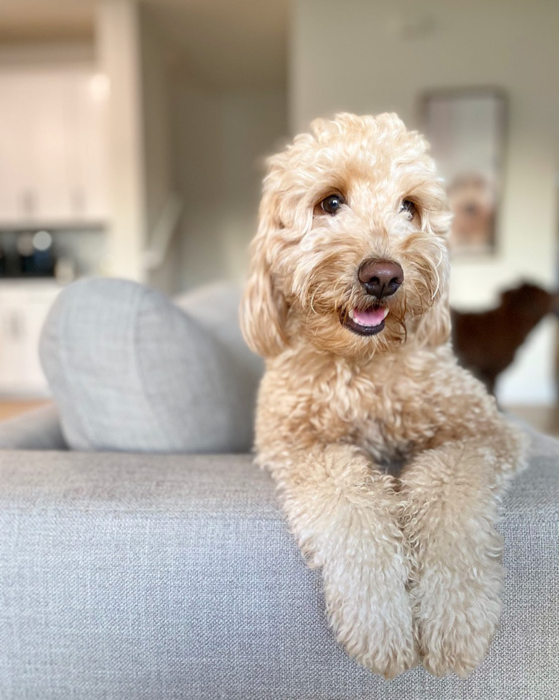 Orlando Mini Goldendoodle Pup