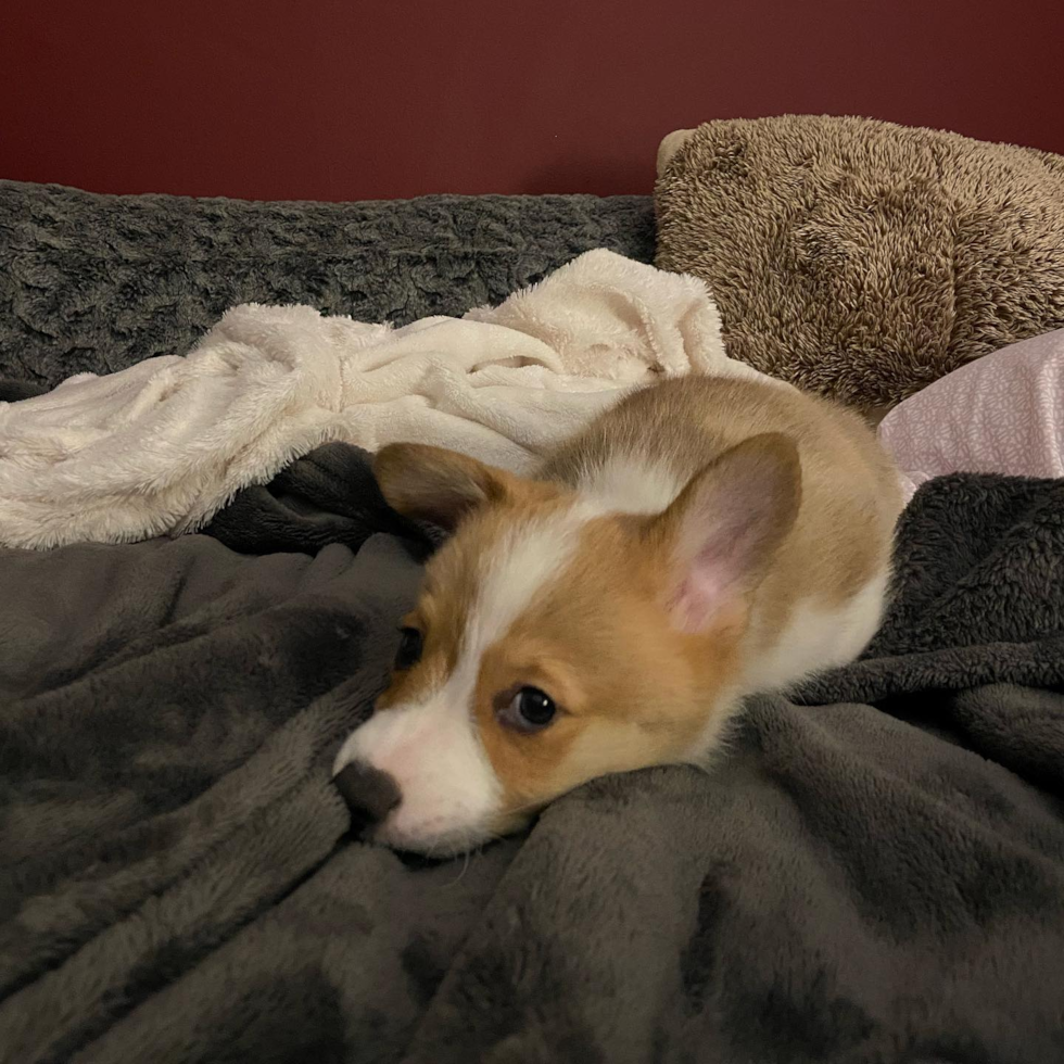 Pembroke Welsh Corgi Being Cute