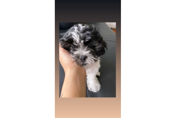 Shih Poo Puppy for Adoption