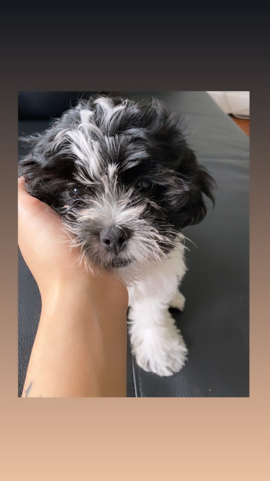 Small Shih Poo Pup