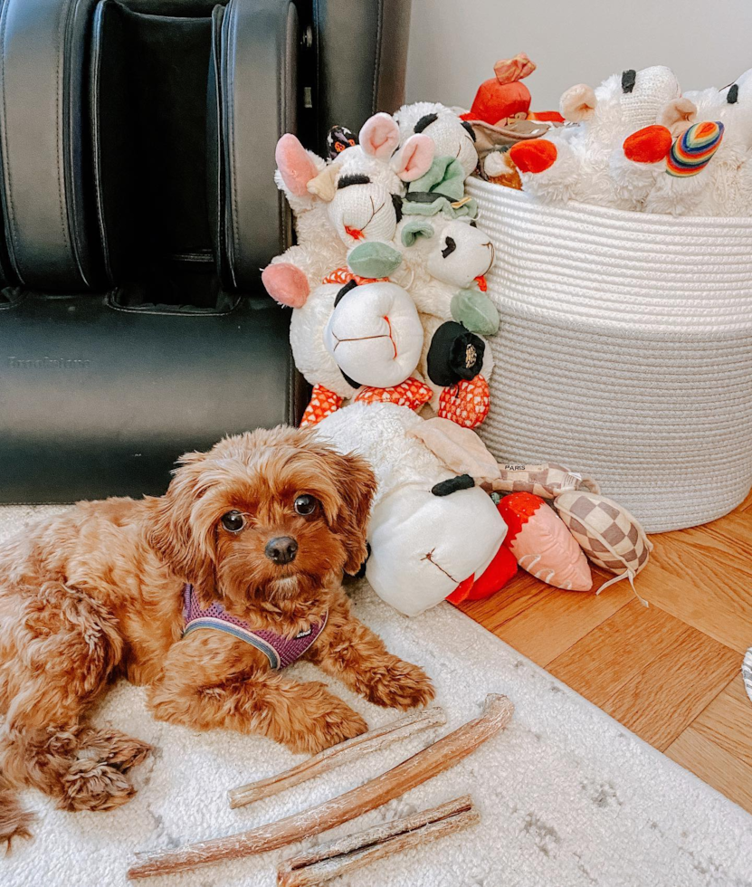 Cavapoo Being Cute