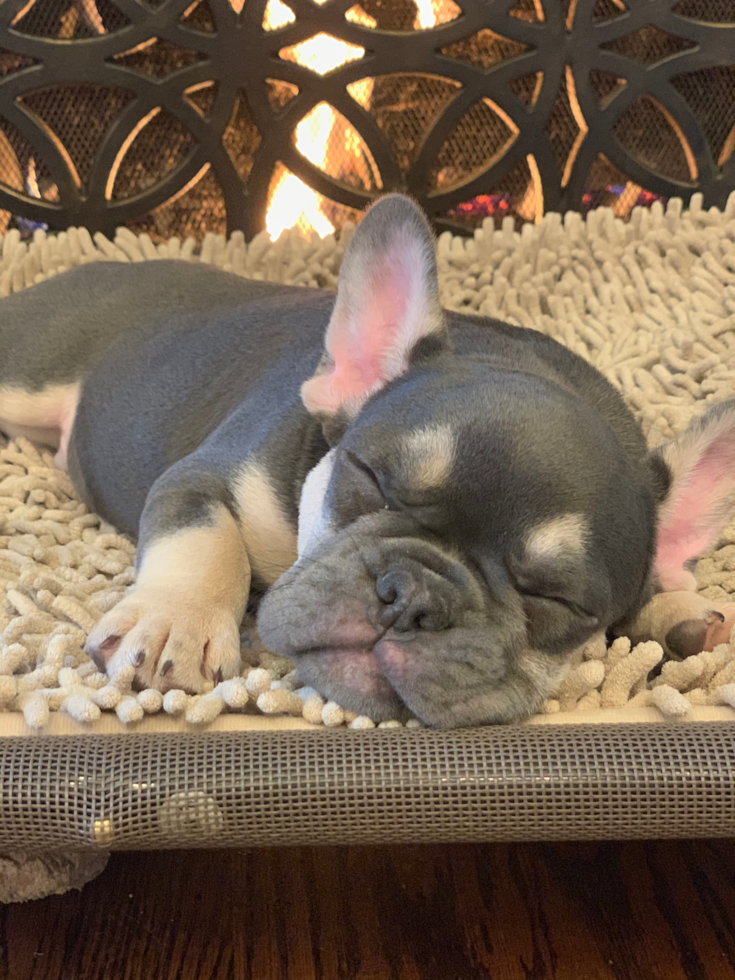 Gary French Bulldog Pup