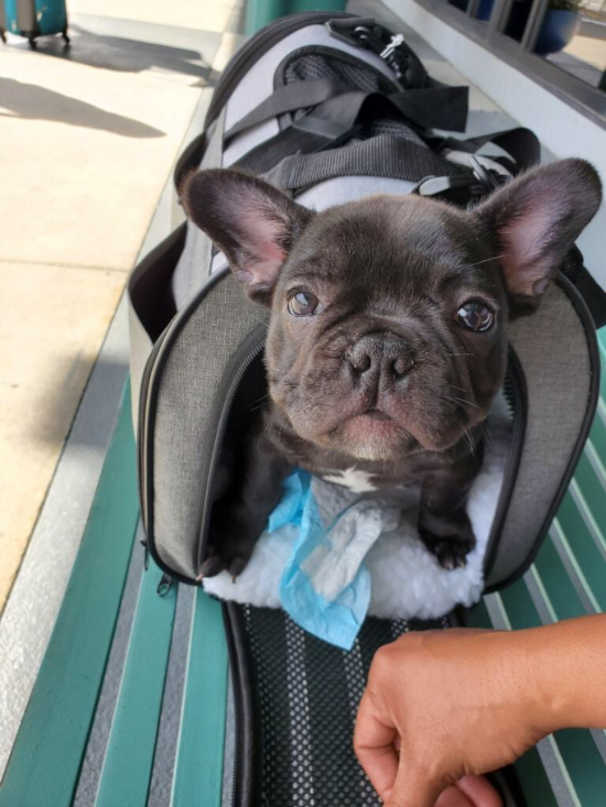 Petite Frenchie Purebred Pup