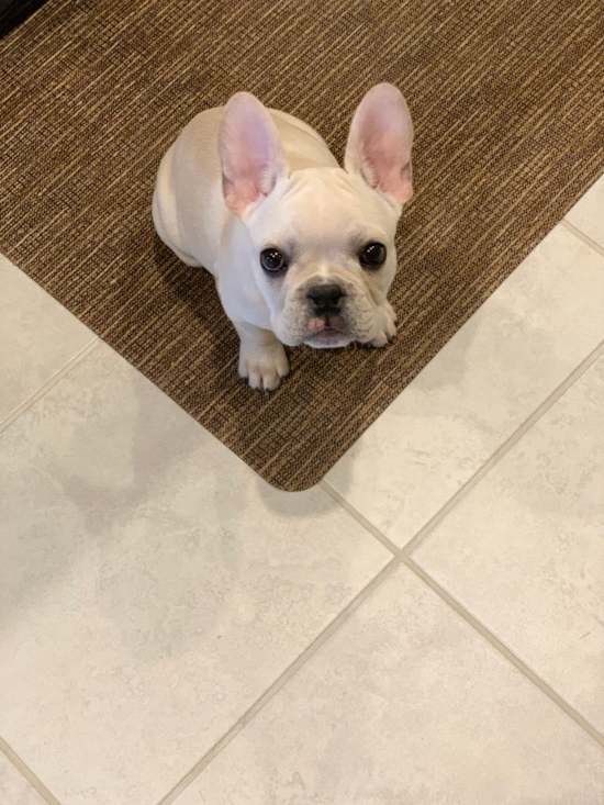 Funny French Bulldog Purebred Pup