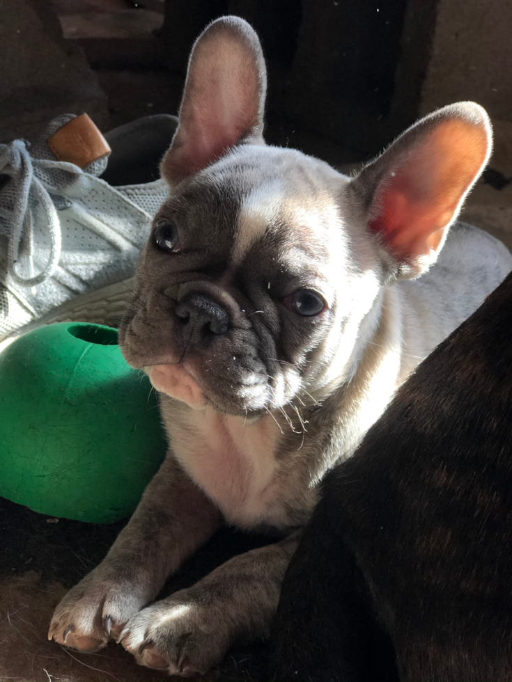 Popular French Bulldog Purebred Pup