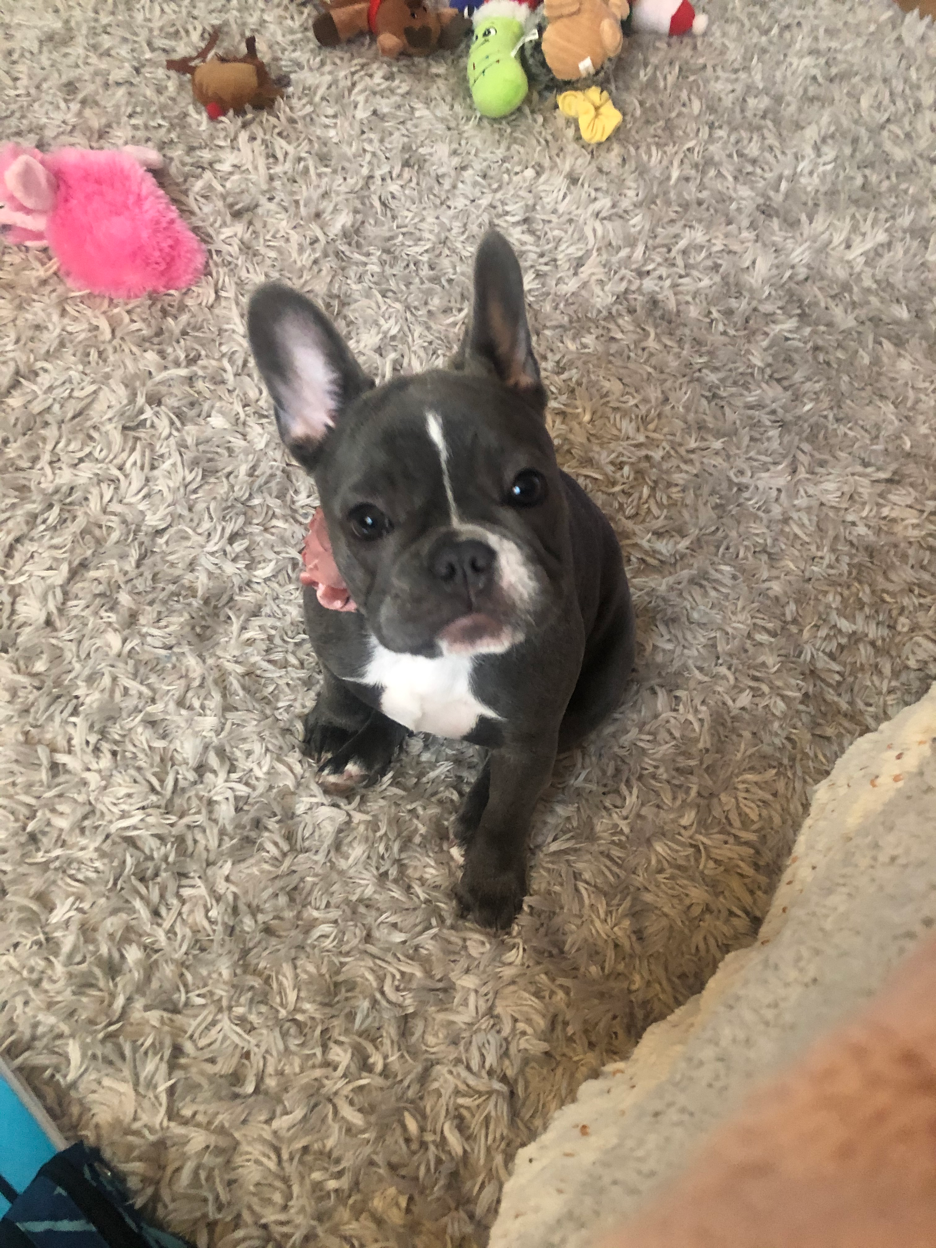 Friendly French Bulldog Baby