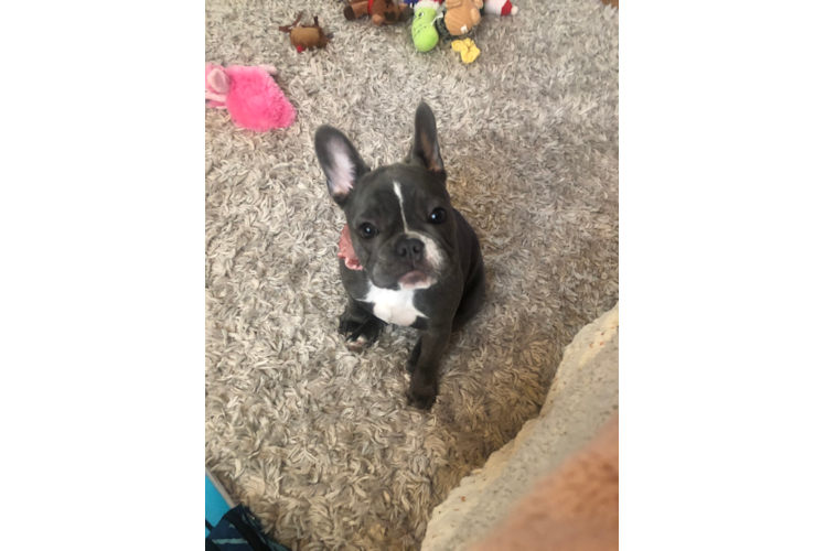 Friendly French Bulldog Baby