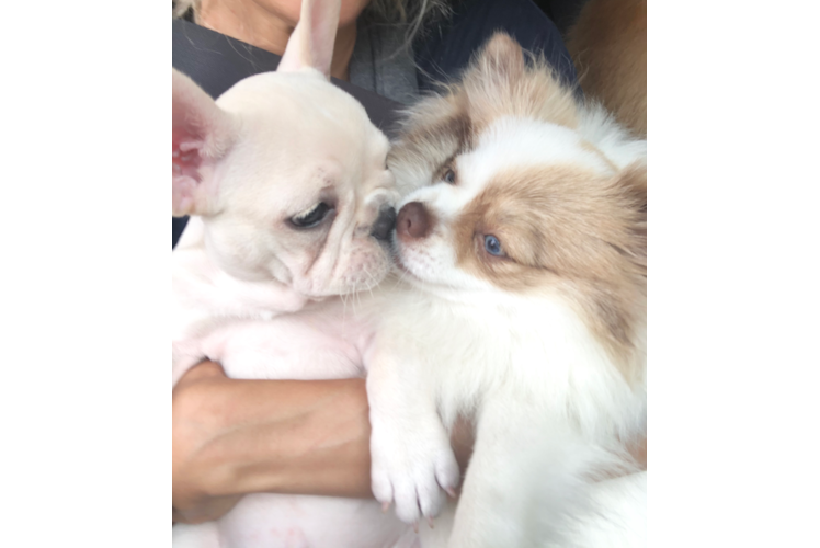 Playful French Bulldog Baby