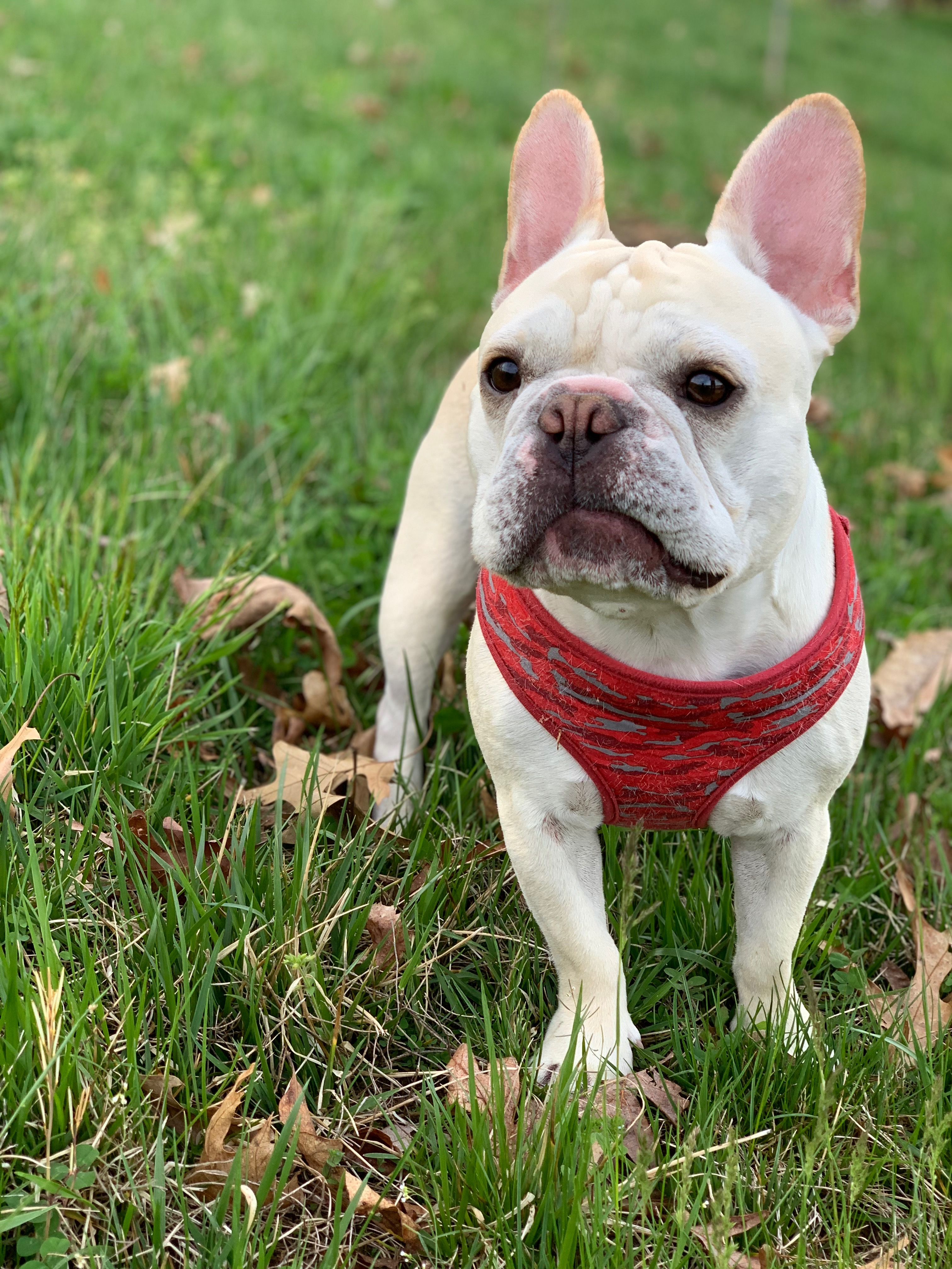 Adorable Frenchie Purebred Puppy