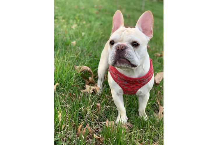 Adorable Frenchie Purebred Puppy