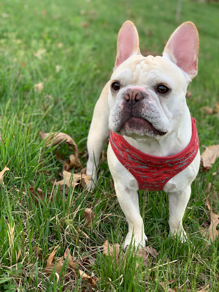 Playful French Bulldog Purebred Pup