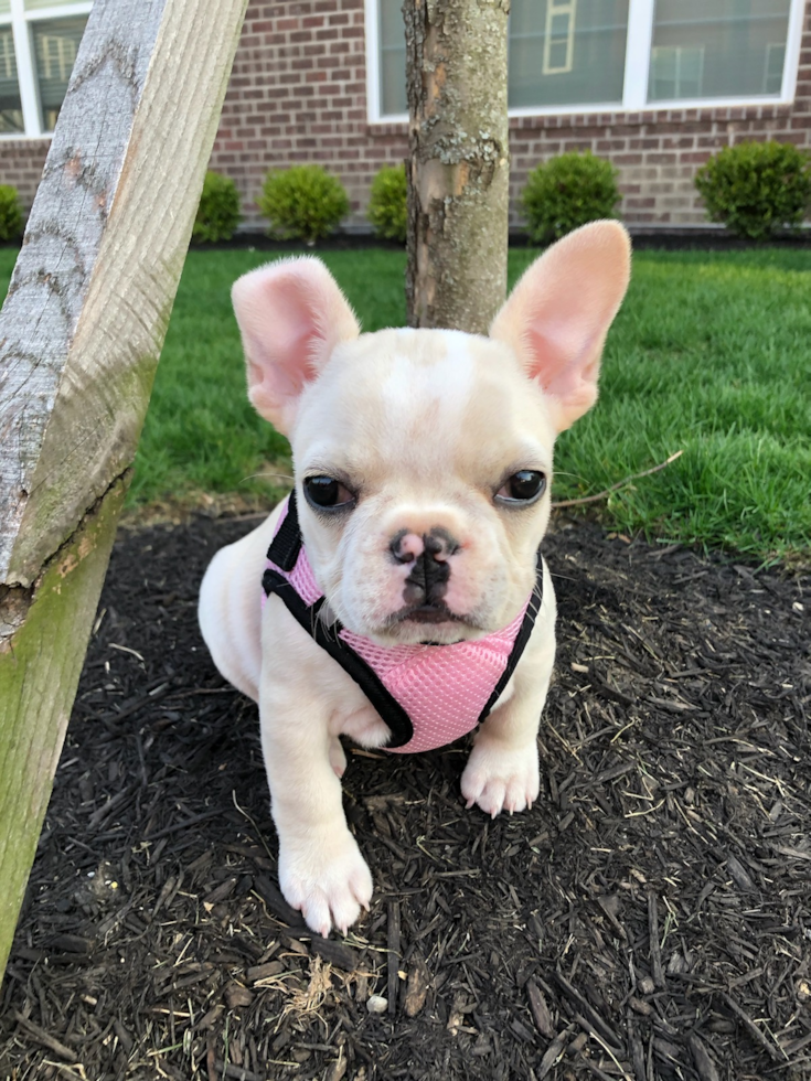 Playful French Bulldog Purebred Pup