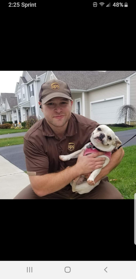 French Bulldog Being Cute