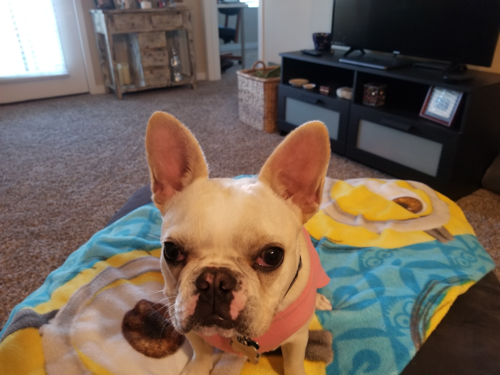 French Bulldog Being Cute