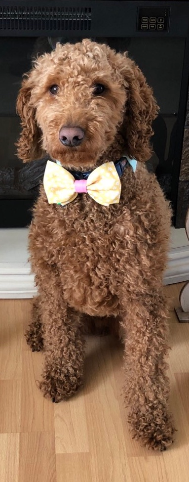 Mini Goldendoodle Puppy for Adoption
