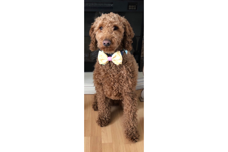 Mini Goldendoodle Puppy for Adoption