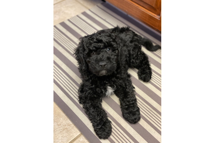 Mini Goldendoodle Puppy for Adoption