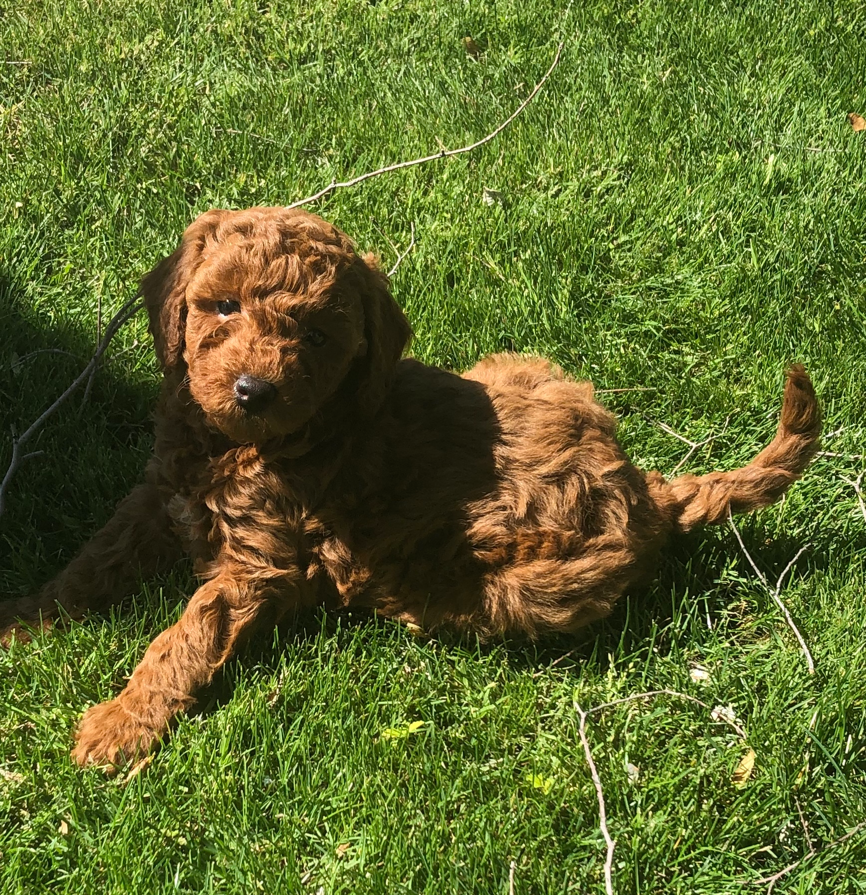 Mini Goldendoodle Puppy for Adoption