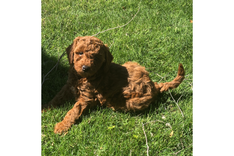 Mini Goldendoodle Puppy for Adoption