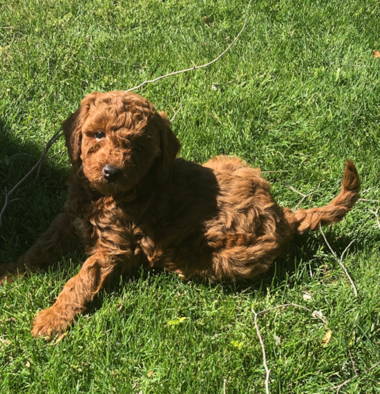 Mini Goldendoodle Being Cute