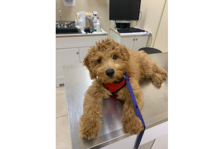 Best Mini Goldendoodle Baby