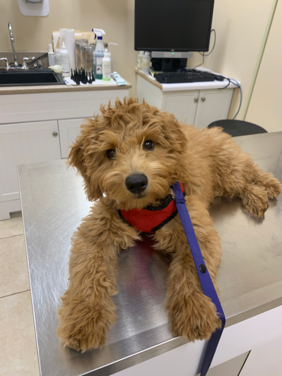 Sweet Mini Goldendoodle Pup